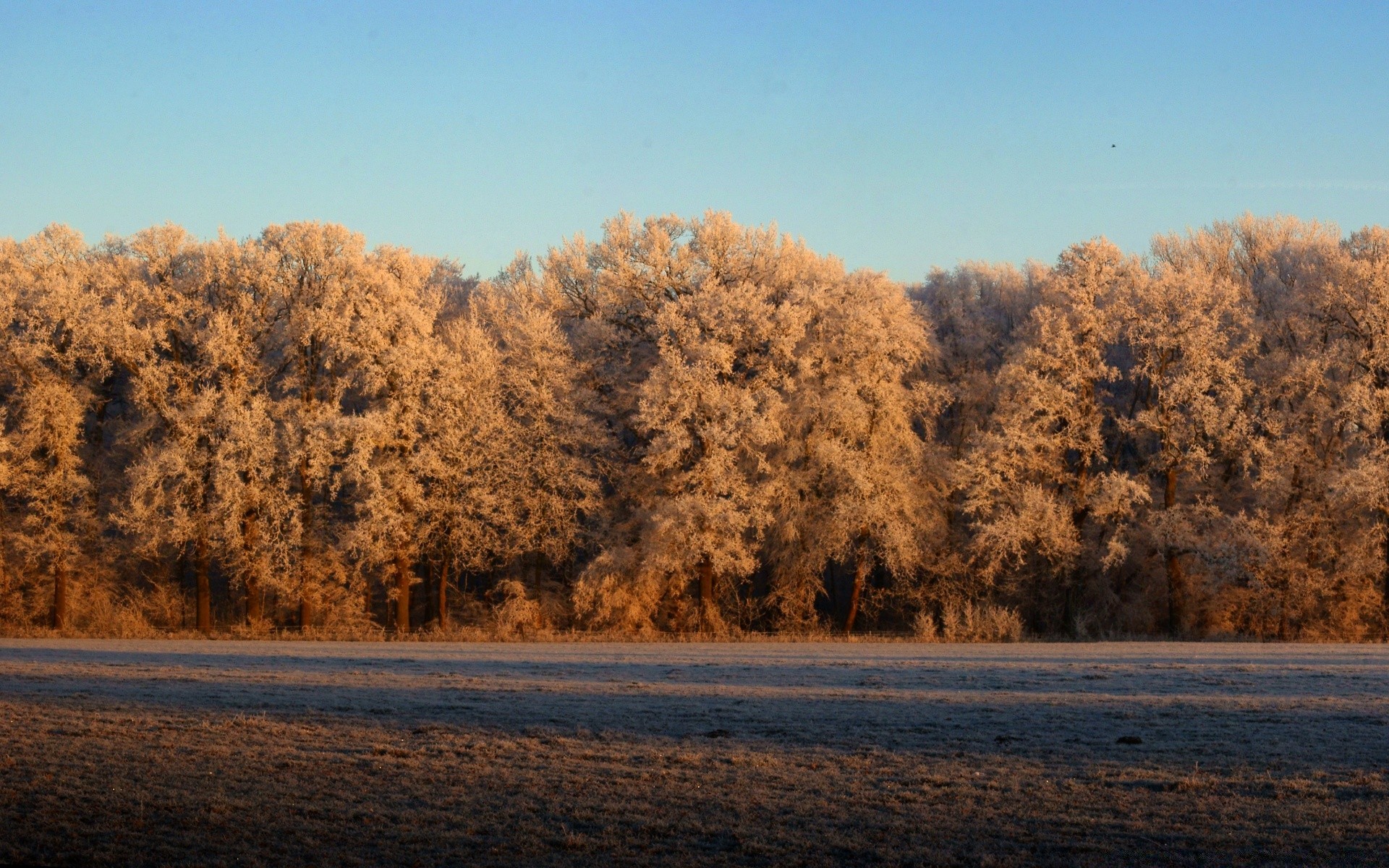 景观 树 景观 秋天 冬天 木材 雪 黎明 户外 自然 雾 风景 天空 日光 好天气 天气 公园